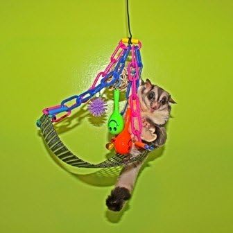 Rockin Maraca Swing & Jazzy Upside Down Swing Toy Bundle for Sugar Gliders