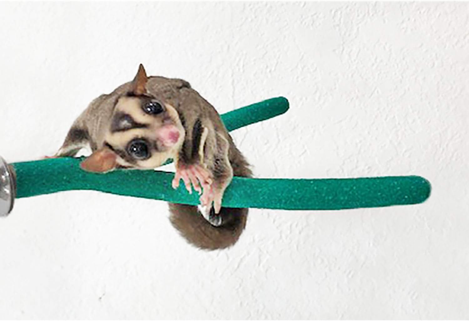 Sandy Branch (Forked) - Durable Multi-Branch Nail Trimming Perch Stand Cage Accessory - Sugar Gliders, Squirrels, Degus, Marmosets, Monkeys, Parrots, Birds, Rats & Other Small Pets (Assorted Colors)