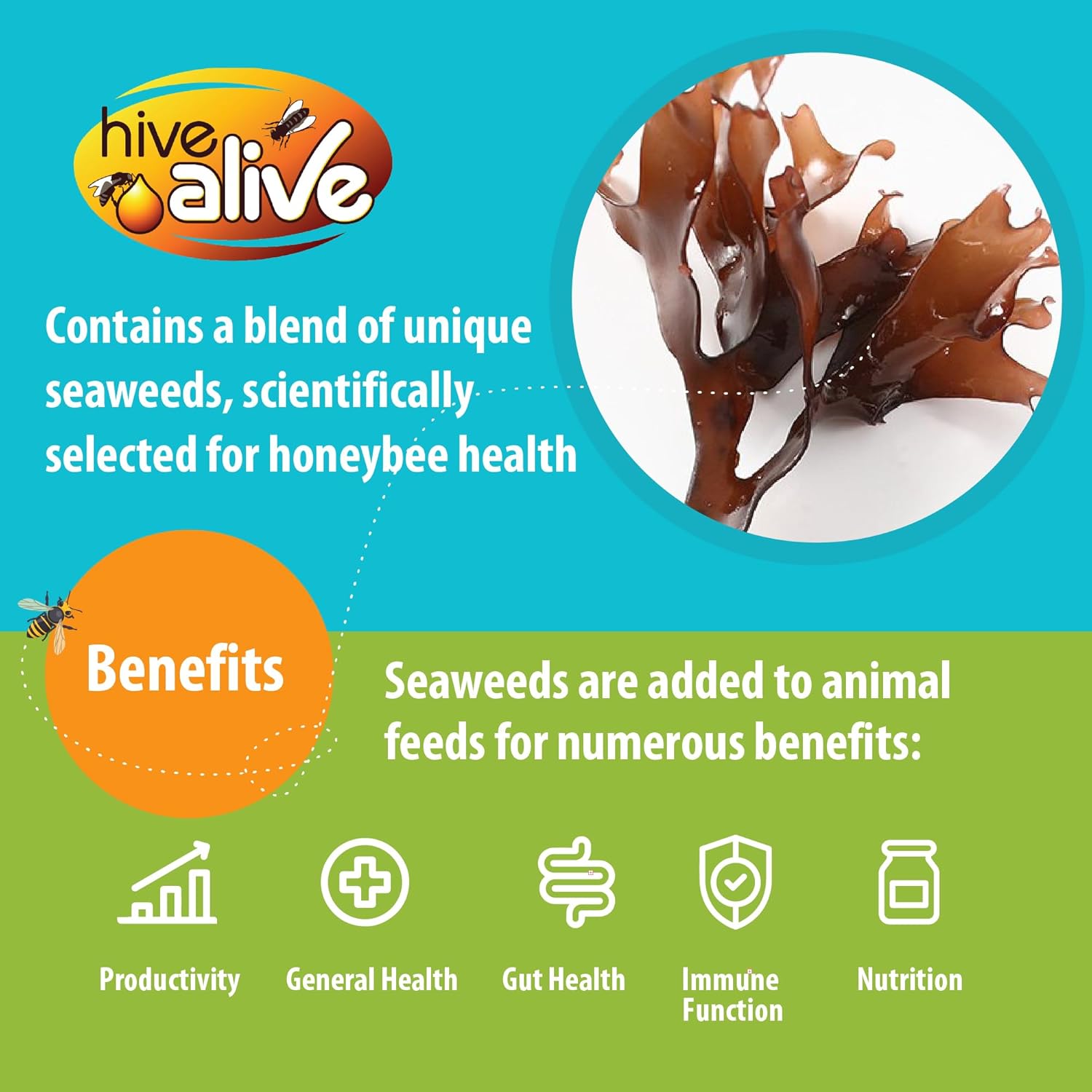 HIVE ALIVE Fondant Bee Food Supplement – Easy to Use Feed Enhancer Prevents Starvation During Overwintering – Only Fondant Proven to Increase Bee Gut Health and Boost Production-Single